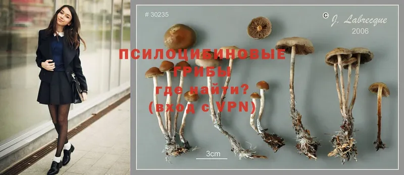 Псилоцибиновые грибы Magic Shrooms  Багратионовск 